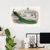  Peacock Illustratie Poster (Thuiskantoor)