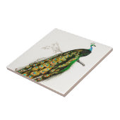 Peacock Illustratie Tegeltje (Zijkant)