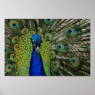 Peacock Illustration Poster