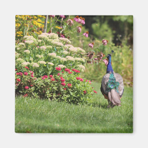 Peacock in de Tuinmagneet Magneet