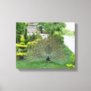 Peacock in een Garden Canvas Print
