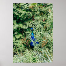 Peacock in groene struiken