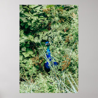 Peacock in groene struiken poster