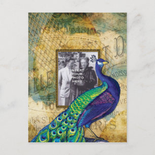 Peacock in het Lijst van Parijs Briefkaart