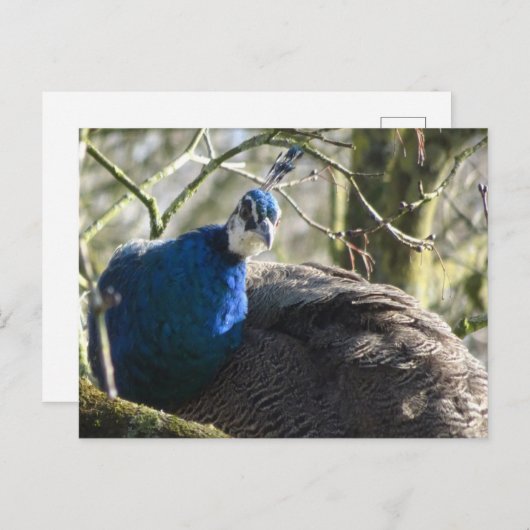 Peacock in Tree DIY Briefkaart (Voorkant / Achterkant)