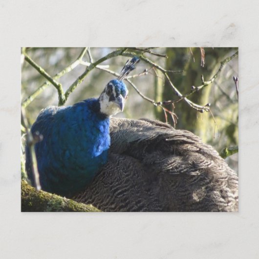Peacock in Tree DIY Briefkaart (Voorkant)