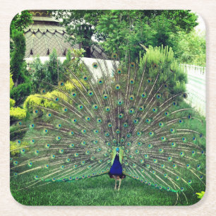 Peacock in Tuin foto Aangepaste Vierkante Onderzet Kartonnen Onderzetter