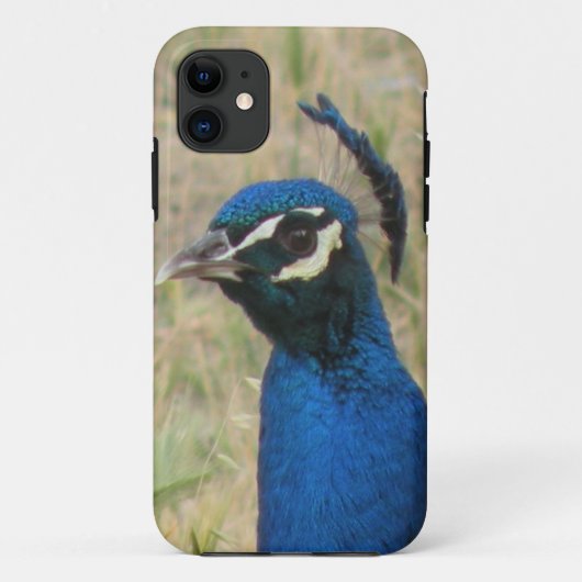 Peacock iPhone 5 Coque (Dos)