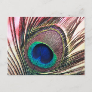 peacock.jpg briefkaart