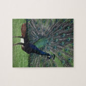 Peacock Legpuzzel (Horizontaal)