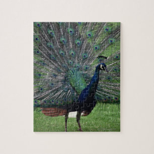 Peacock Legpuzzel