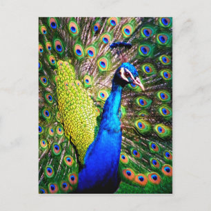 Peacock, Love_ Briefkaart