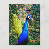 Peacock, Love_ Briefkaart (Voorkant)