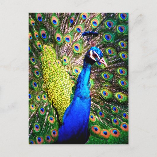 Peacock, Love_ Briefkaart (Voorkant)
