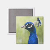 Peacock Magneet (Voorkant / Achterkant)