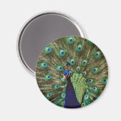 Peacock Magneet (Voorkant / Achterkant)