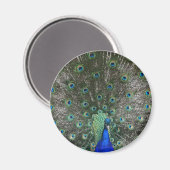 Peacock Magneet (Voorkant / Achterkant)