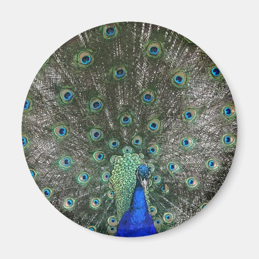 Peacock Magneet (Voorkant)