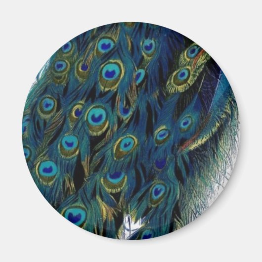 Peacock Magneet (Voorkant)