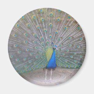 Peacock Magneet