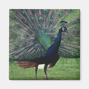 Peacock Magneet
