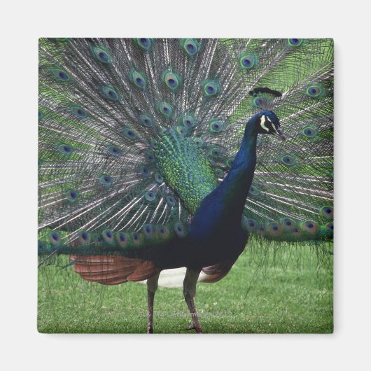 Peacock Magneet (Voorkant)