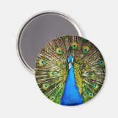 Peacock Magnet Magneet (Voorkant / Achterkant)