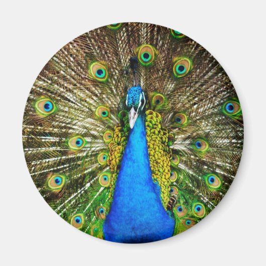 Peacock Magnet Magneet (Voorkant)