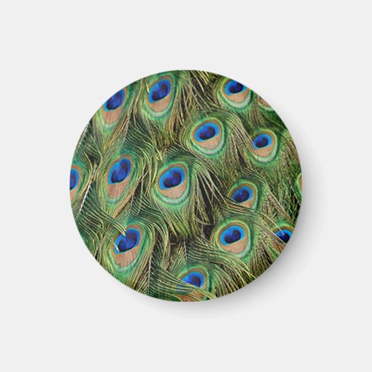 Peacock Magnet Magneet (Voorkant)