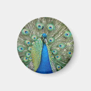 Peacock Magnet Magneet