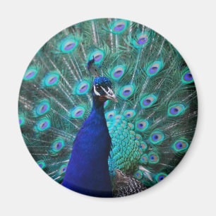  Peacock Magnet Magneet