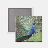 Peacock magnet magneet (Voorkant / Achterkant)