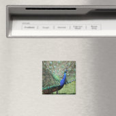 Peacock magnet magneet (Insitu (Vaatwasser))