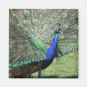 Peacock magnet magneet