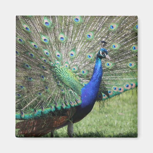 Peacock magnet magneet (Voorkant)