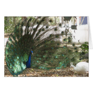 Peacock Malea en Albino Peahen Birds