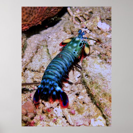 Peacock Mantis Shrimp-Gilis Poster (Voorkant)