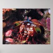 Peacock Mantis Shrimp Poster (Voorkant)