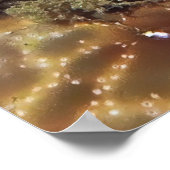 Peacock Mantis Shrimp Poster (Hoek)