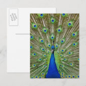 Peacock met haar veren, als deel van een briefkaart (Voorkant / Achterkant)