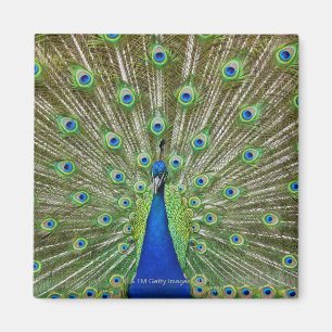 Peacock met haar veren, als deel van een magneet