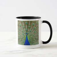 Peacock met haar veren, als deel van een