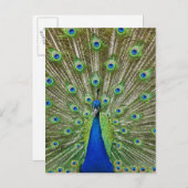 Peacock met haar veren briefkaart (Voorkant / Achterkant)