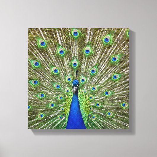 Peacock met haar veren canvas afdruk (Voorkant)