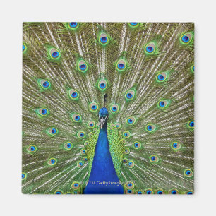 Peacock met haar veren magneet