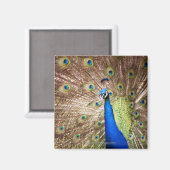Peacock met plumage magneet (Voorkant / Achterkant)