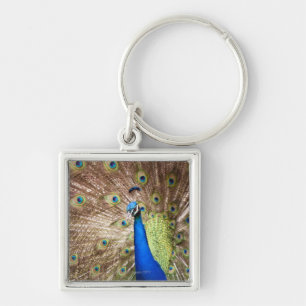 Peacock met plumage sleutelhanger
