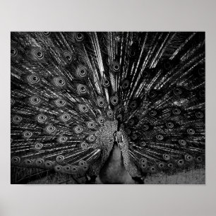 Peacock met staartspreiding poster