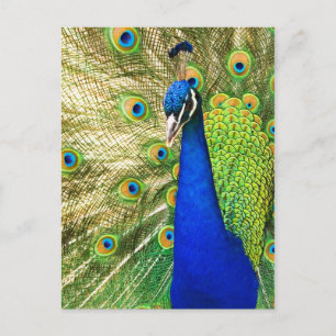 Peacock met zijn kleurrijke plumage briefkaart
