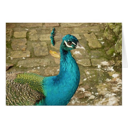 Peacock Mooie Natuur Fotografie (Voorkant Horizontaal)